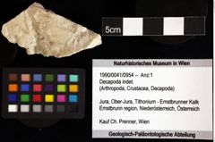 Foto (Objket + Etiketten) von Decapoda indet. 